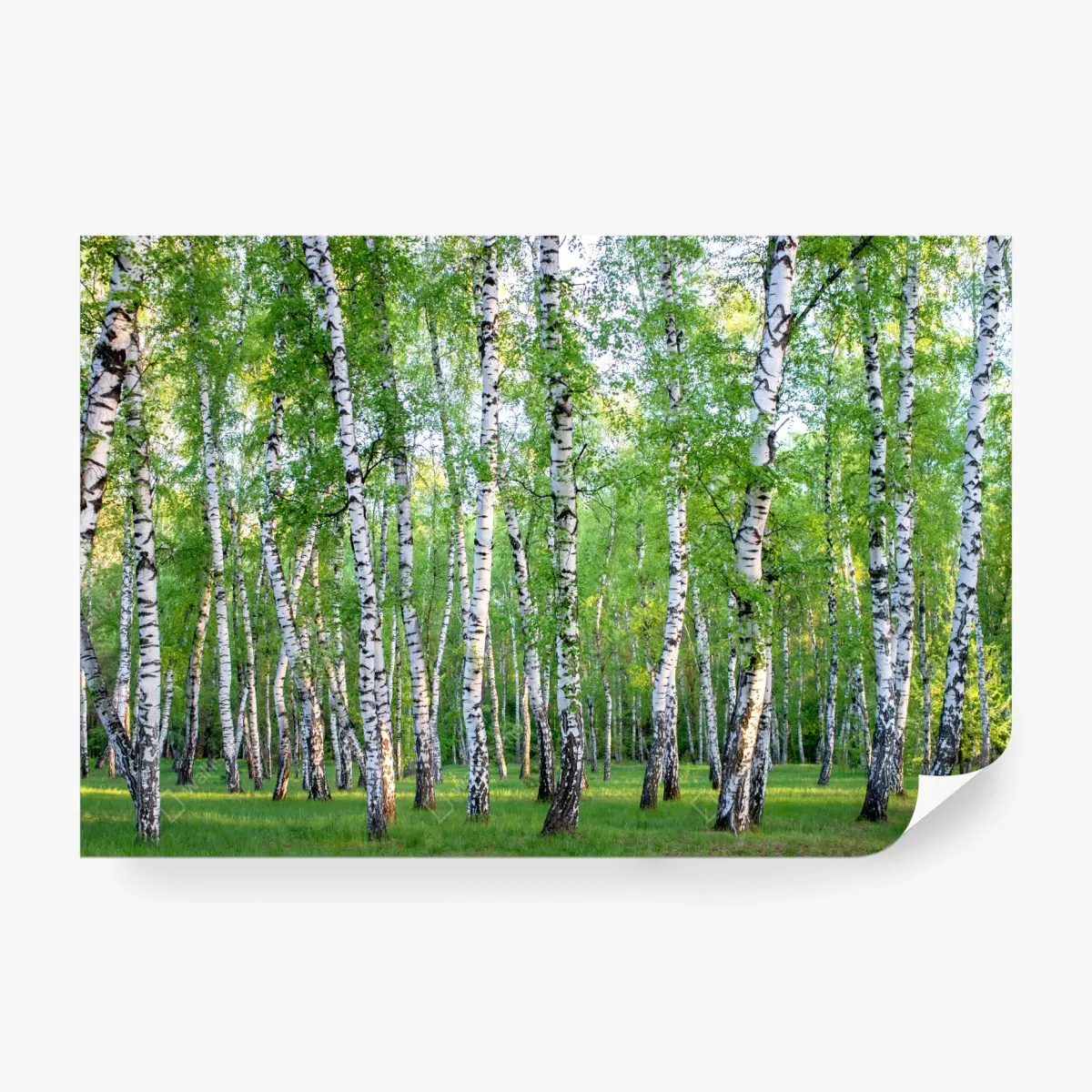 Fototapete ruhiger birkenhain im sommer – Wallnifity®
