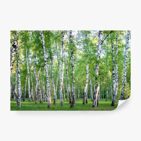 Fototapete ruhiger birkenhain im sommer – Wallnifity®