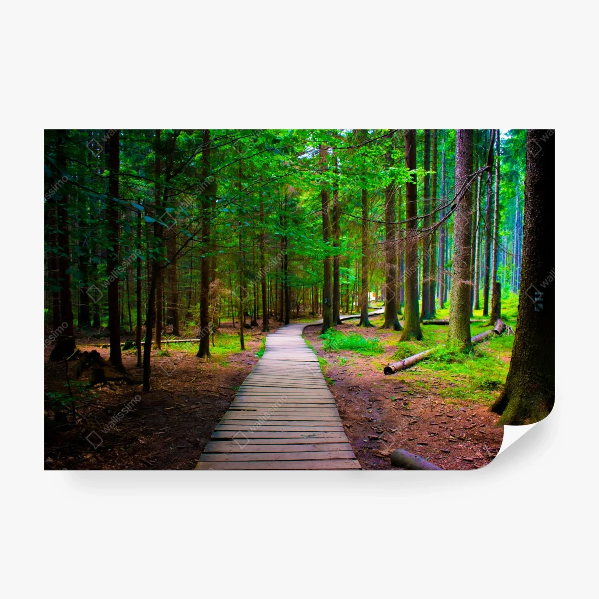 Fototapete ruhiger waldsteg im grünen – Wallnifity®