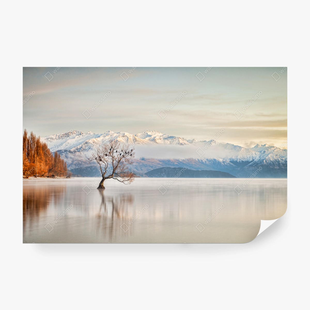 Fototapete einsamer baum am see Wanaka – Wallnifity®