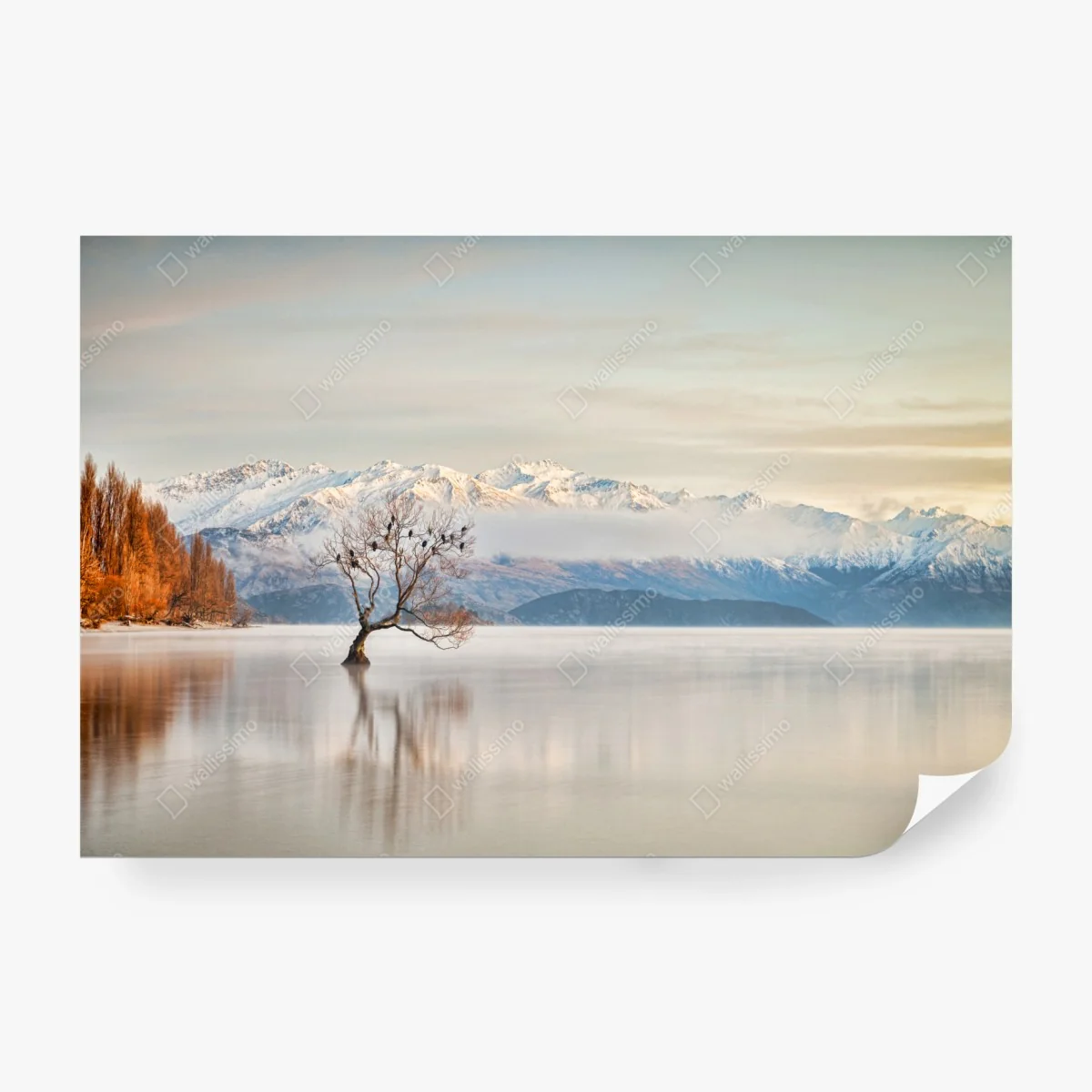 Fototapete einsamer baum am see Wanaka – Wallnifity®