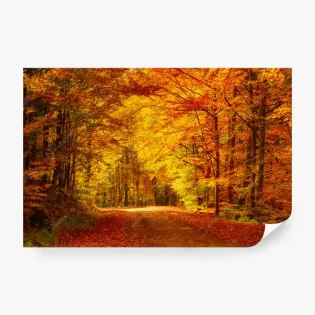 Fototapete goldener herbstwaldweg – Wallnifity®