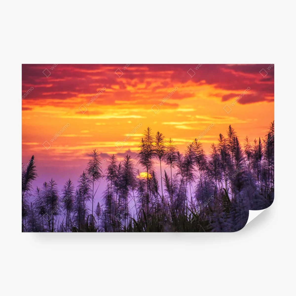 Fototapete goldener sonnenuntergang über wildgräsern – Wallnifity®