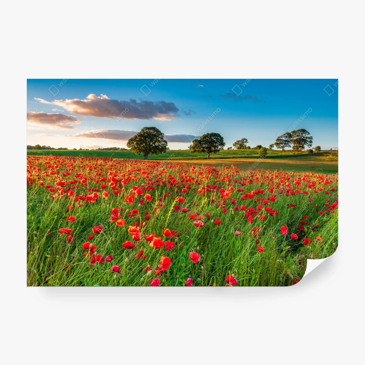 Fototapete rotes mohnfeld bei Corbridge – Wallnifity®