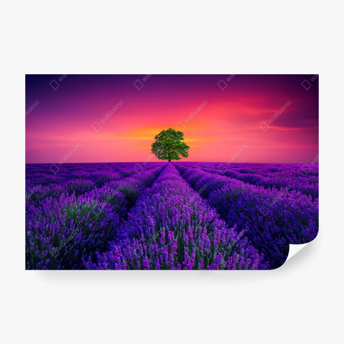Fototapete lavendelfeld bei sonnenuntergang mit einsamem baum – Wallnifity® Fototapete lavendelfeld bei sonnenuntergang mit einsamem baum – Wallnifity®