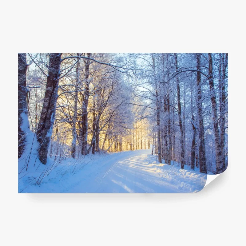 Fototapete friedlicher waldpfad – Wallnifity®