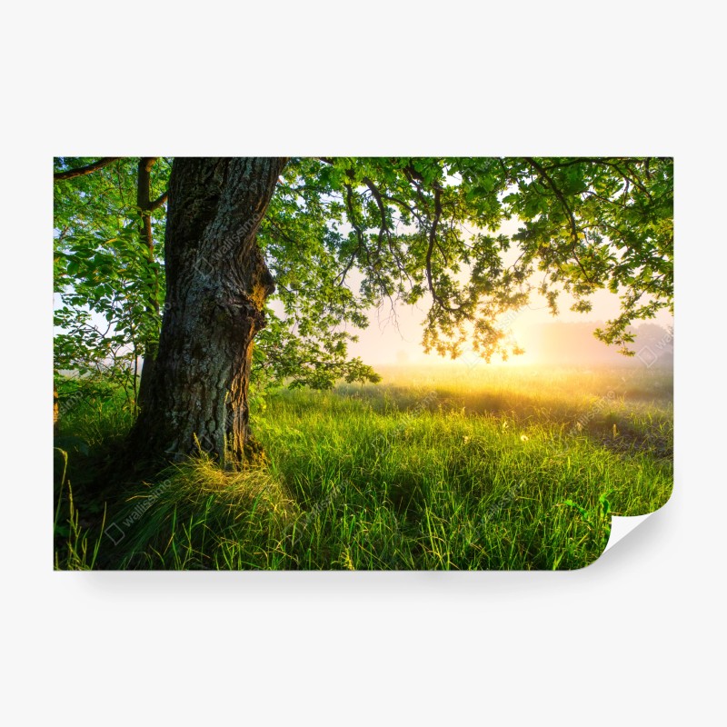 Natur – Wallnifity®