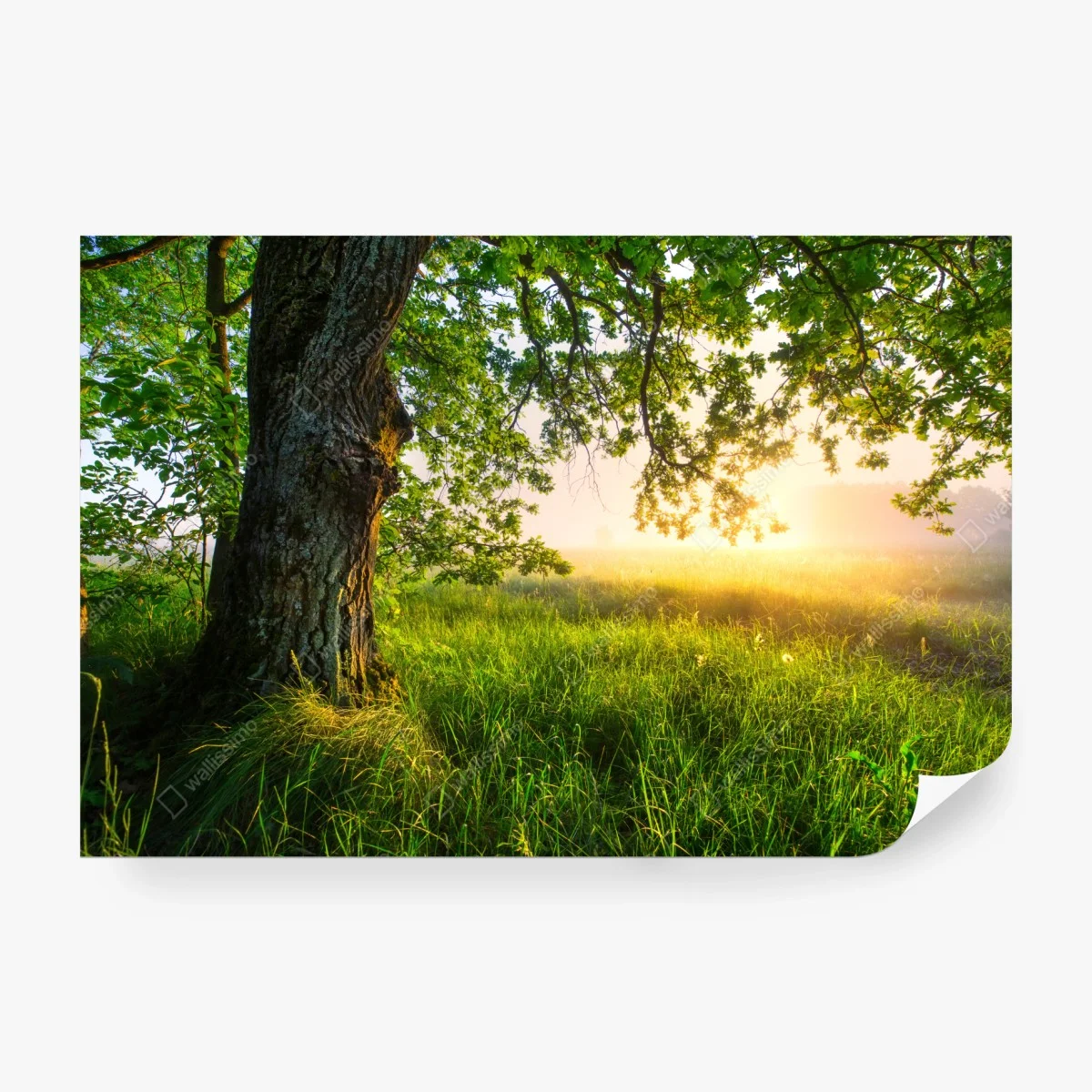 Fototapete morgendliche eiche auf sonnenbeschienener wiese – Wallnifity® Fototapete morgendliche eiche auf sonnenbeschienener wiese – Wallnifity®