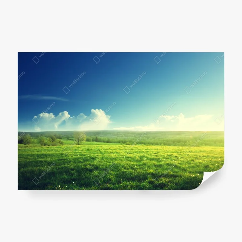 Wiesen – Wallnifity®