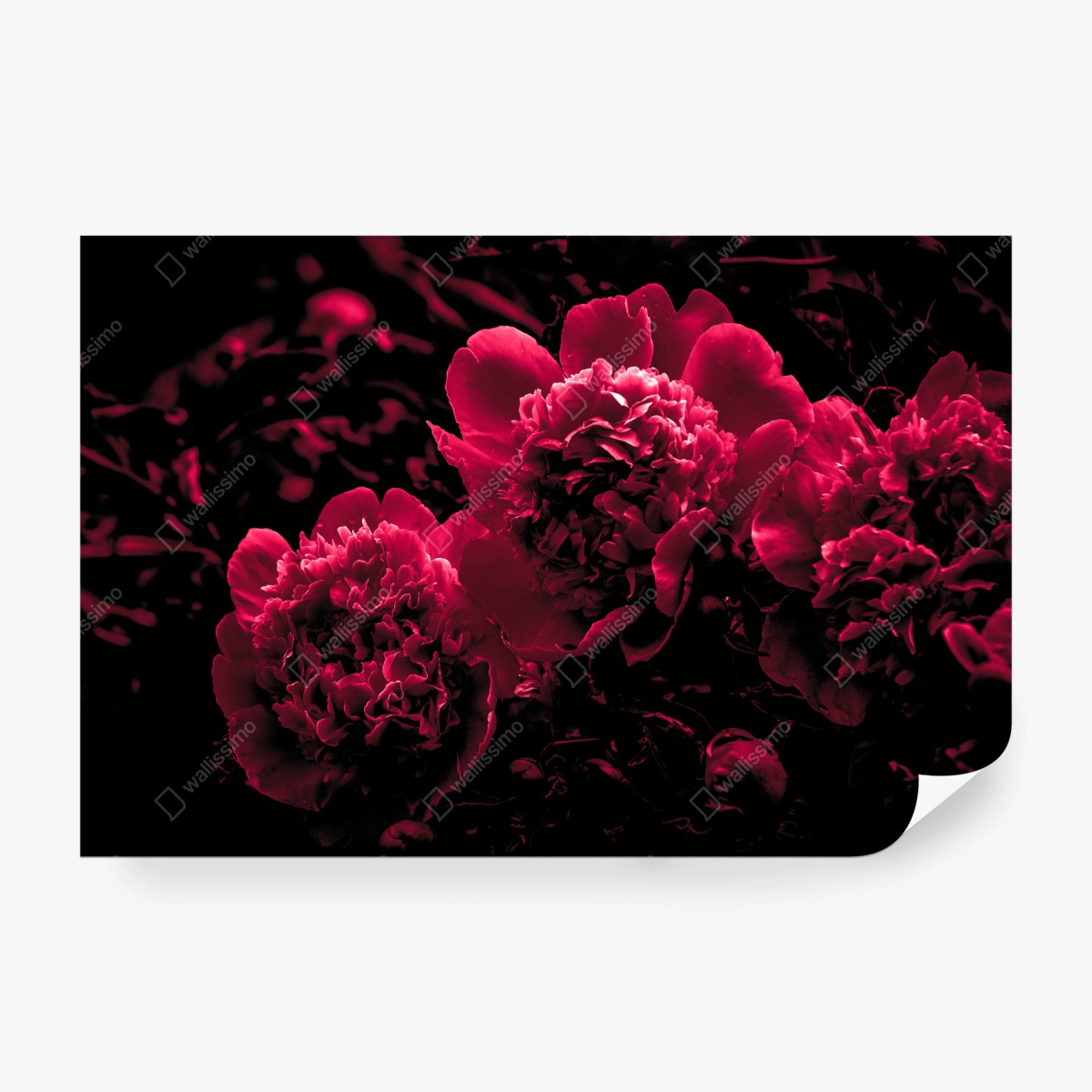 Fototapete stimmungsvolle rosa pfingstrosen – Wallnifity®