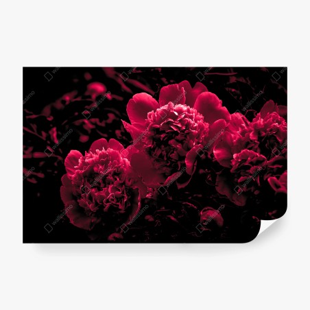 Fototapete stimmungsvolle rosa pfingstrosen – Wallnifity®