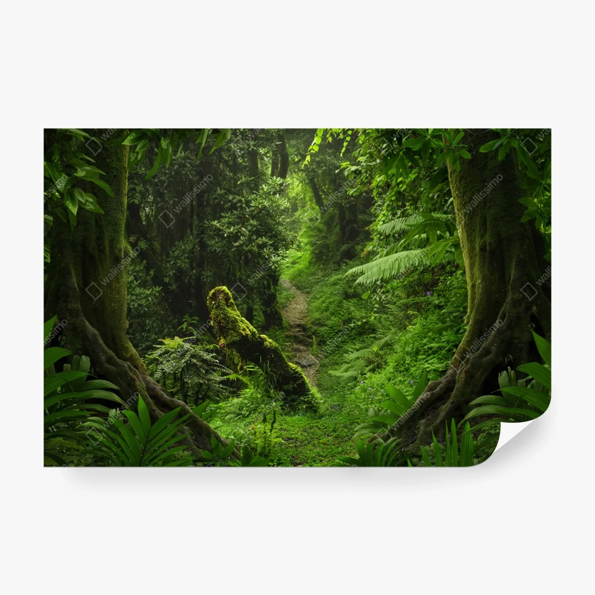 Fototapete verzauberter moosiger waldpfad – Wallnifity®