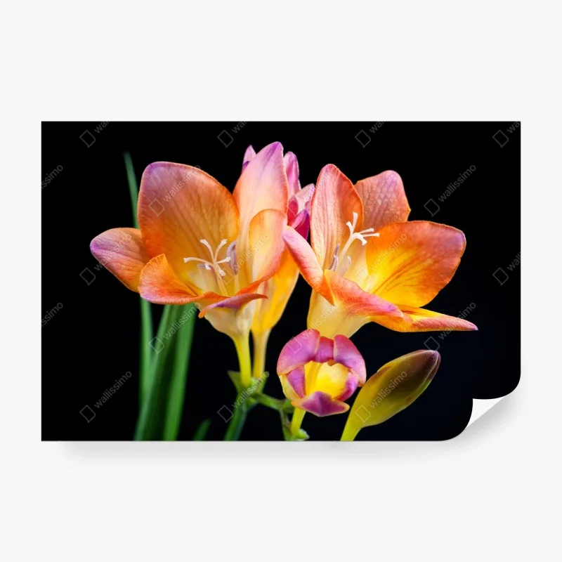 Blumen & Pflanzen – Wallnifity®