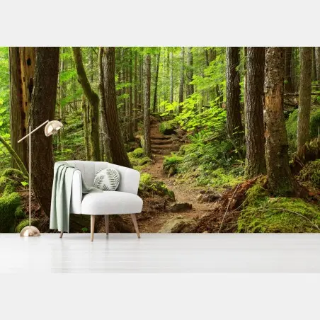 Fototapete moosiger waldpfad – Wallnifity®