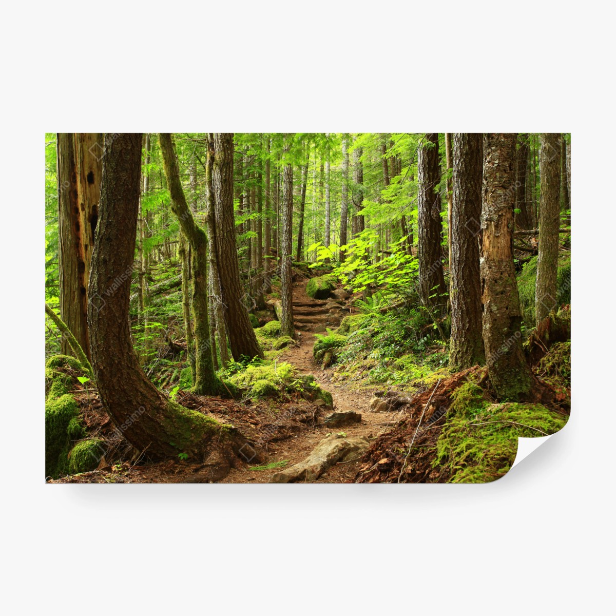 Fototapete moosiger waldpfad – Wallnifity® Fototapete moosiger waldpfad – Wallnifity®