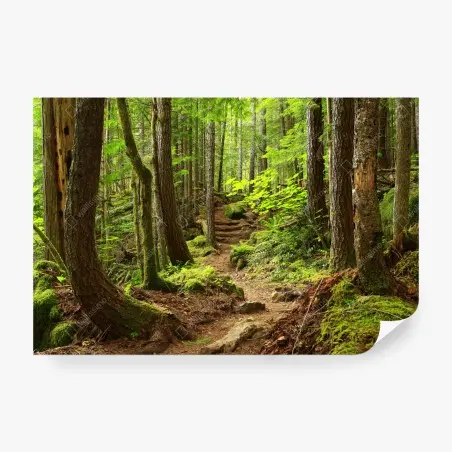 Fototapete moosiger waldpfad – Wallnifity®