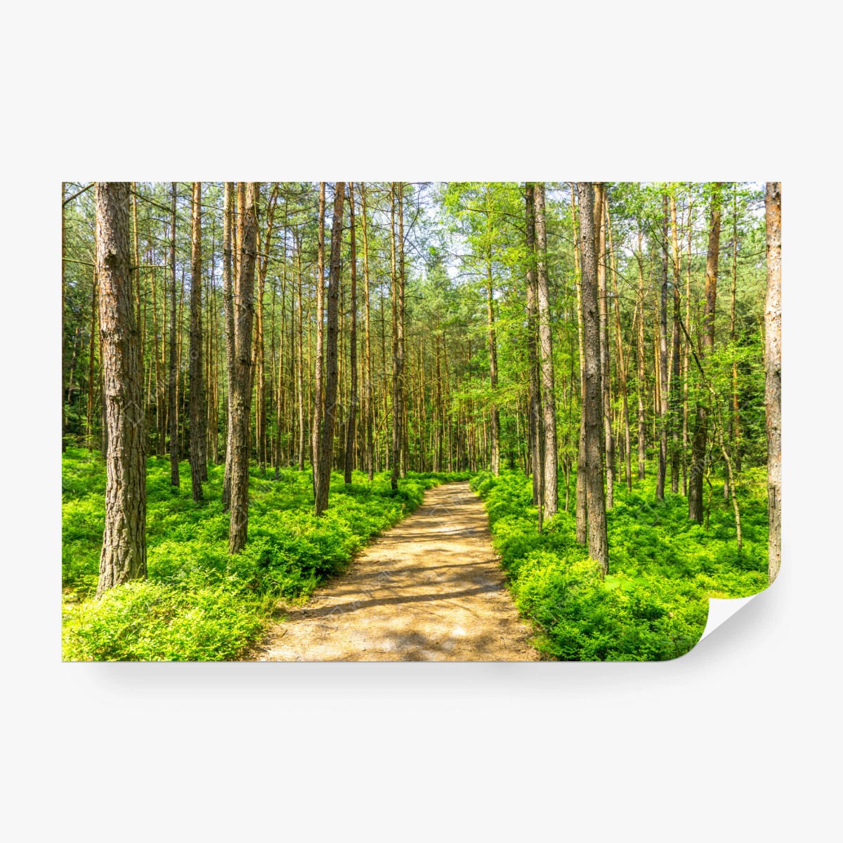 Fototapete sonniger waldweg zwischen kiefern – Wallnifity®