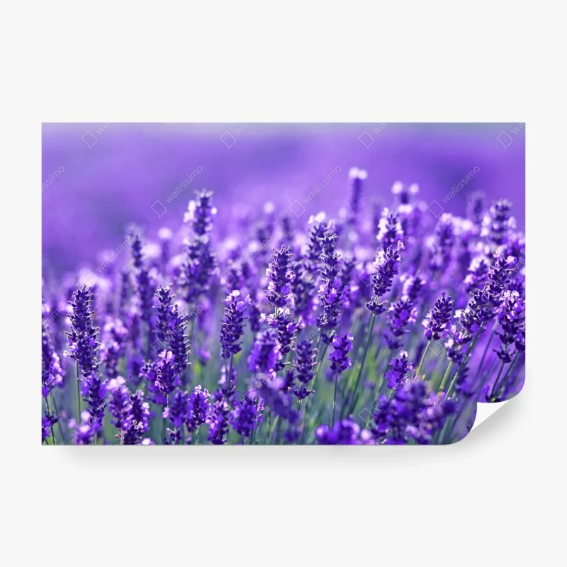 Schlafzimmer – Wallnifity®