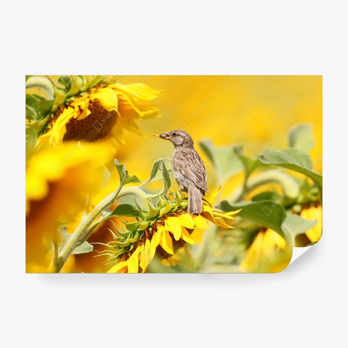 Fototapete spatz auf einer sonnenblume – Wallnifity®