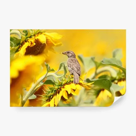 Fototapete spatz auf einer sonnenblume – Wallnifity®