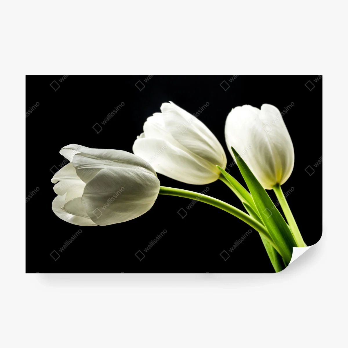 Fototapete elegante weiße tulpen vor schwarzem hintergrund – Wallnifity®