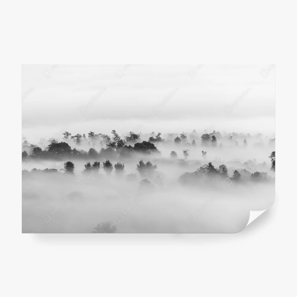 Fototapete nebliger wald in monochrom – Wallnifity®