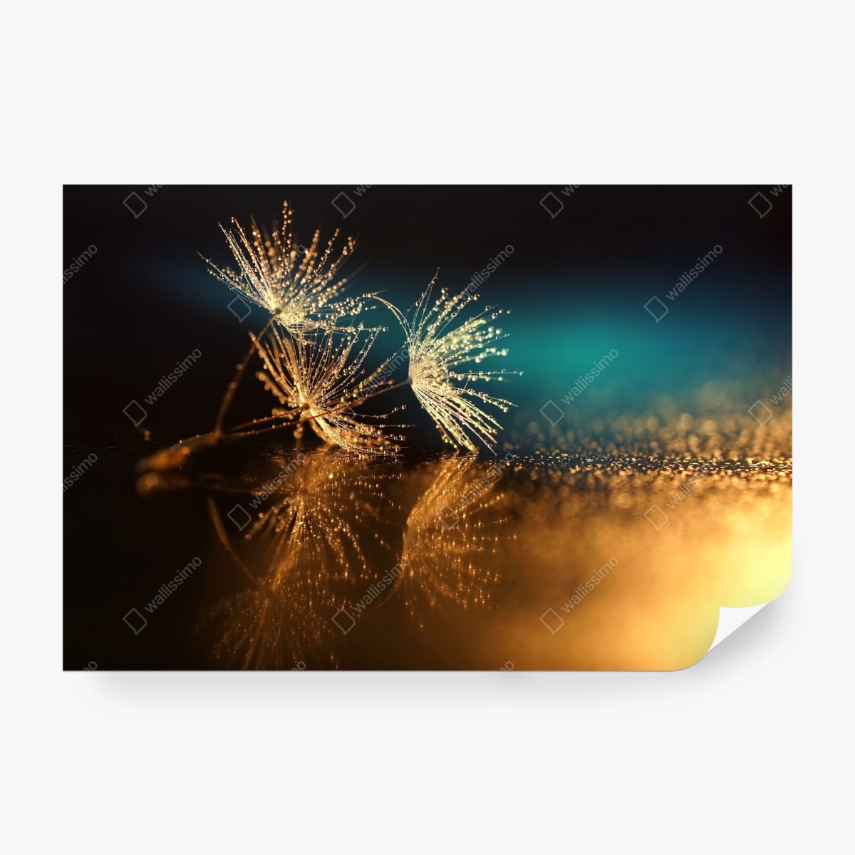 Fototapete goldene reflexion von löwenzahnsamen – Wallnifity®