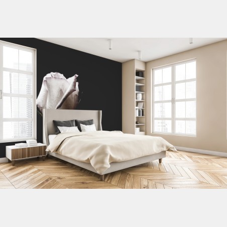 Fototapete weiße rose vor schwarzem hintergrund – Wallnifity®