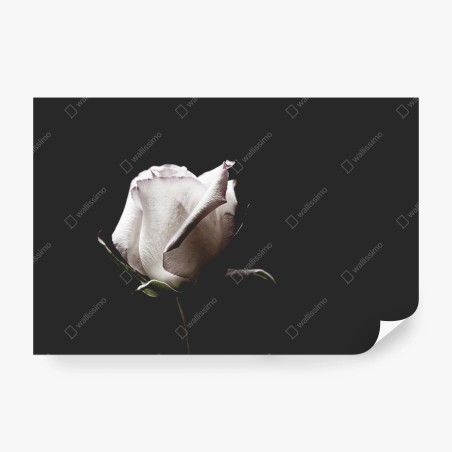 Fototapete weiße rose vor schwarzem hintergrund – Wallnifity®
