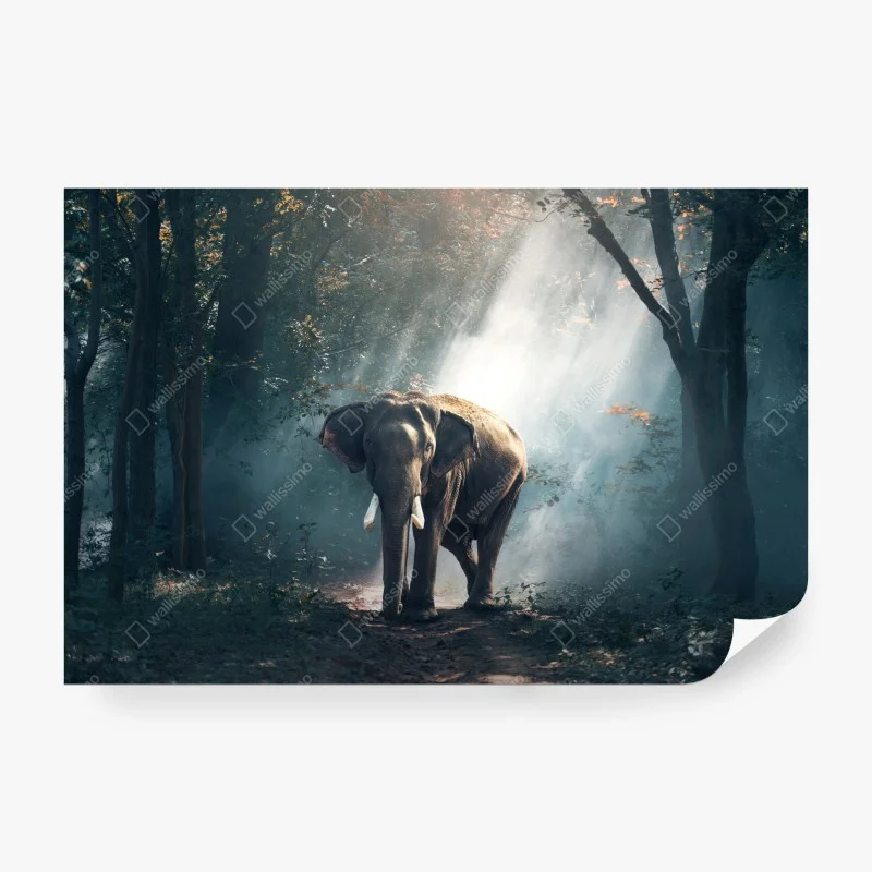 Tiere – Wallnifity®