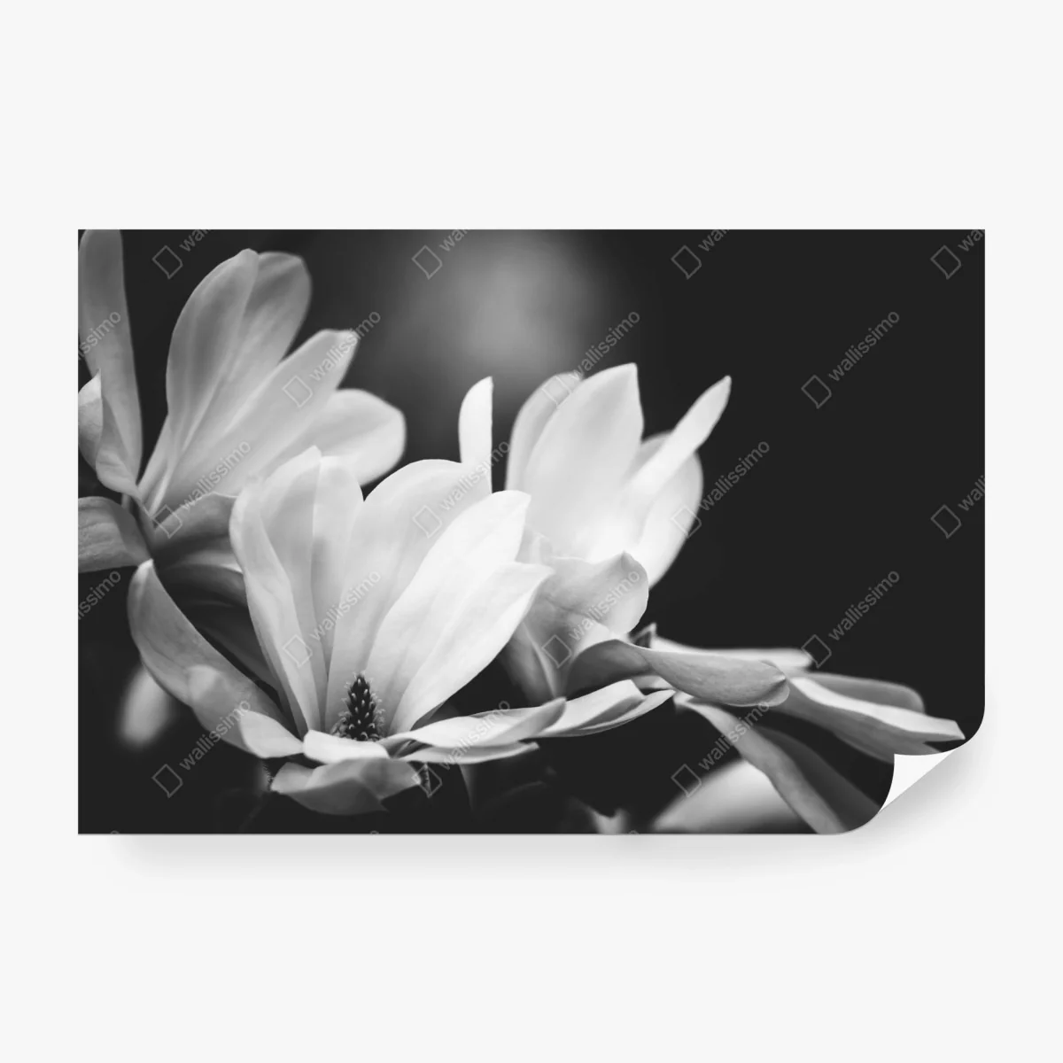 Fototapete schwarzweiß magnolienblüte nahaufnahme – Wallnifity®