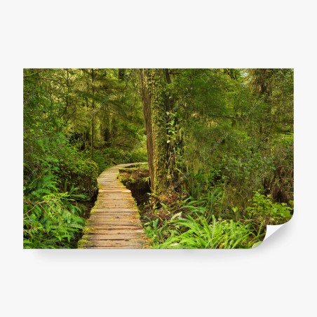 Fototapete steg im Pacific Rim regenwald – Wallnifity®