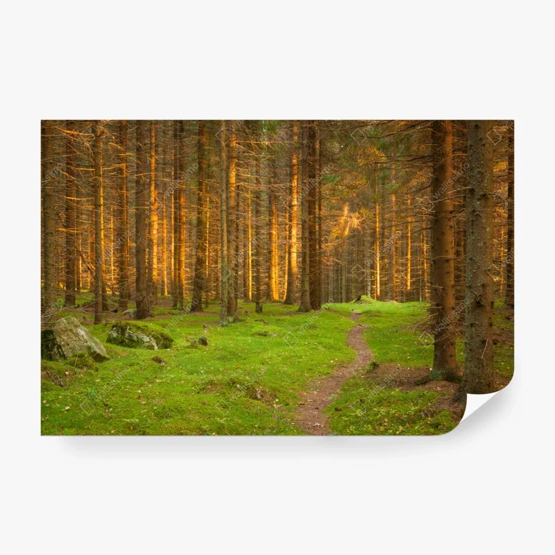 Wälder – Wallnifity®