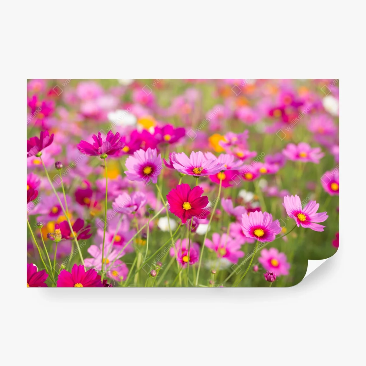 Fototapete rosa kosmeenwiese in blüte – Wallnifity®