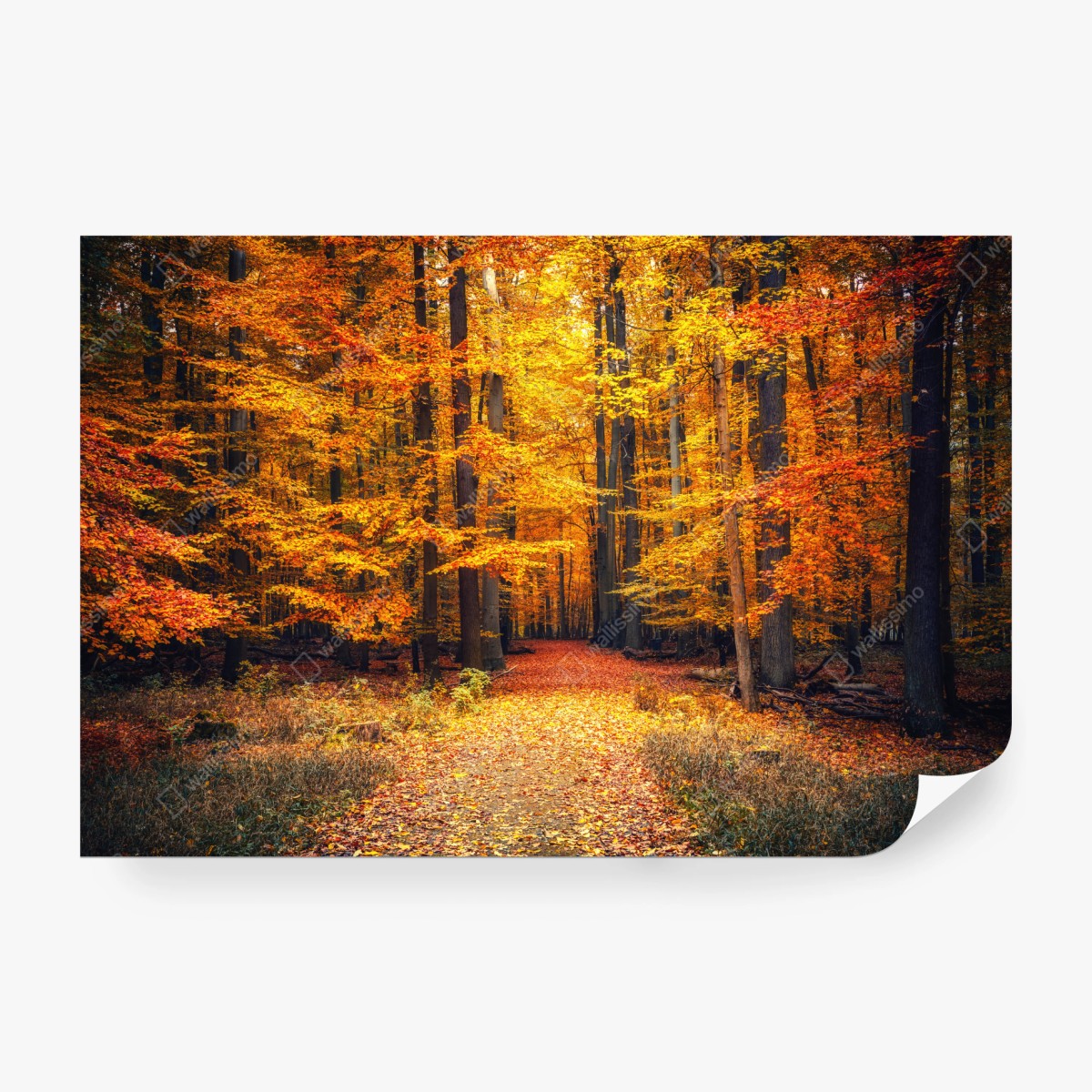 Fototapete herbstlicher waldpfad mit goldenen blättern – Wallnifity®