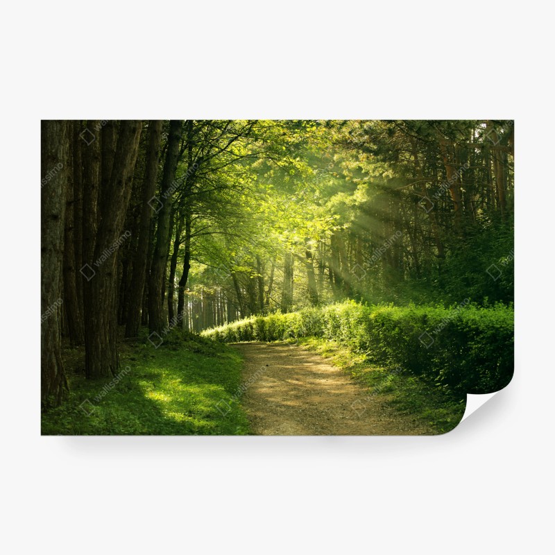 Natur – Wallnifity®