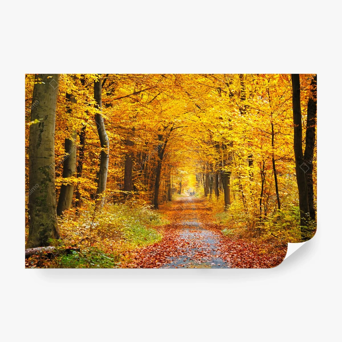 Fototapete goldener herbstwald pfad – Wallnifity®