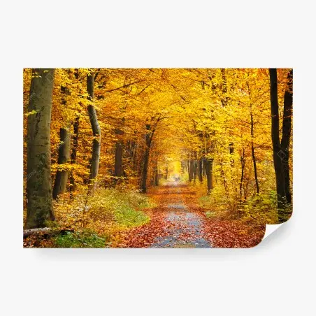 Fototapete goldener herbstwald pfad – Wallnifity®