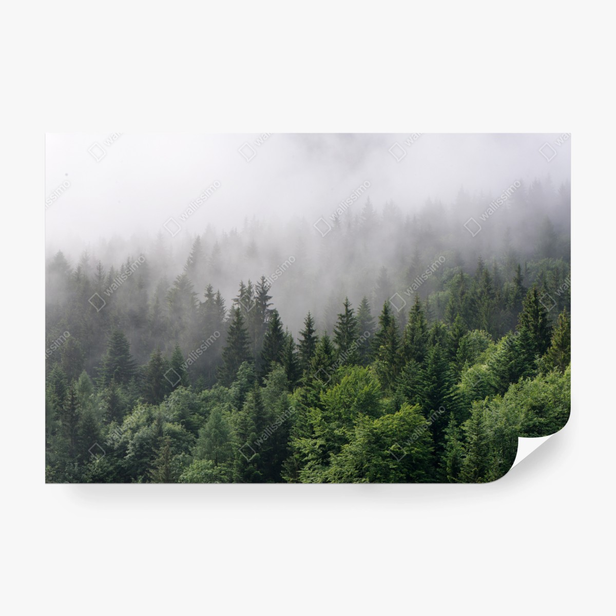 Fototapete nebliger immergrüner wald panorama – Wallnifity®