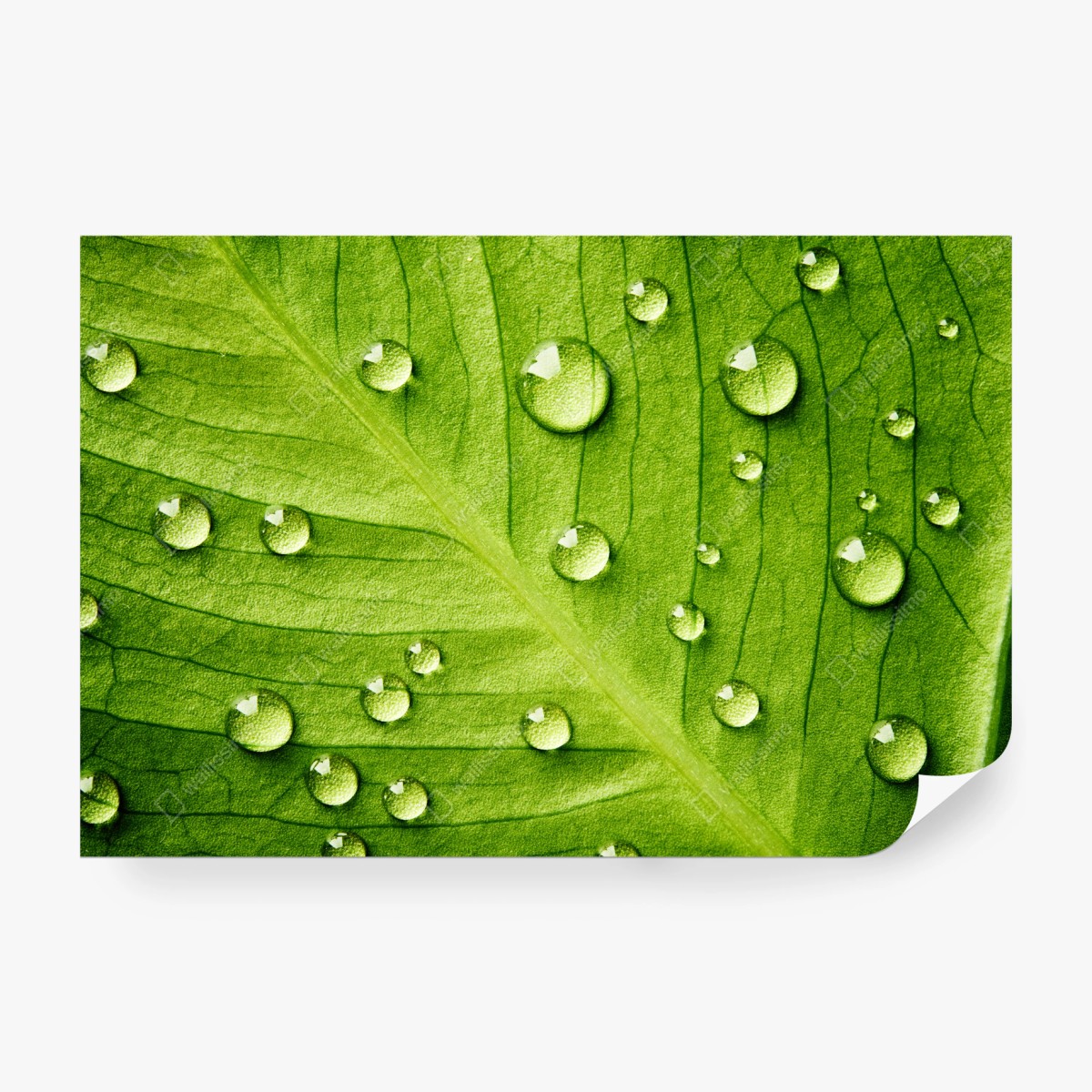 Fototapete frisches grünes blatt mit wassertropfen – Wallnifity®