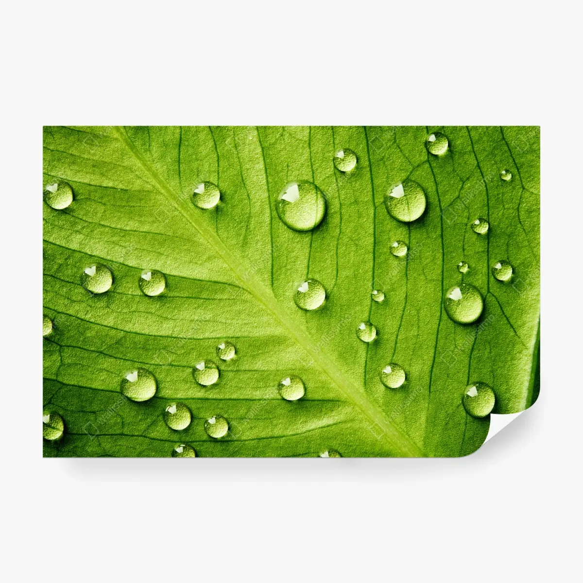 Fototapete frisches grünes blatt mit wassertropfen – Wallnifity®