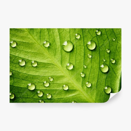 Fototapete frisches grünes blatt mit wassertropfen – Wallnifity®