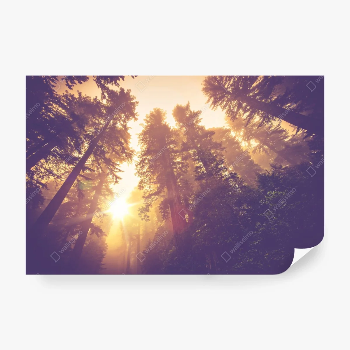 Fototapete nebeliger mamutbaumwald im goldenen vintagelicht – Wallnifity®