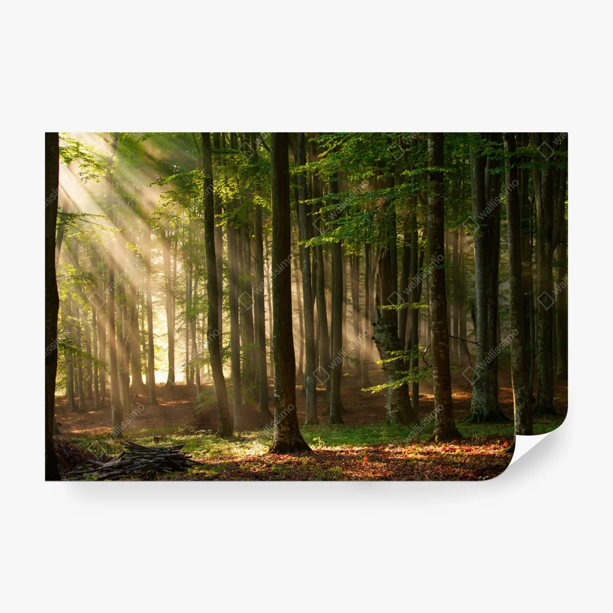 Fototapete morgendliches licht im buchenwald – Wallnifity®