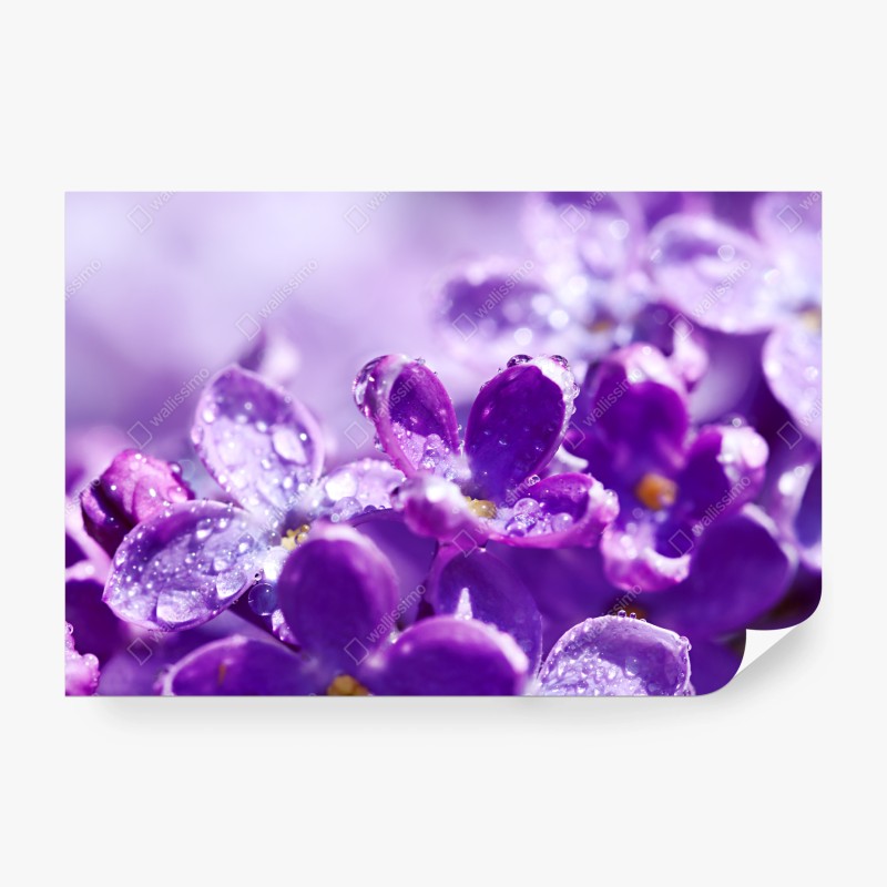 Fototapeten – Wallnifity®