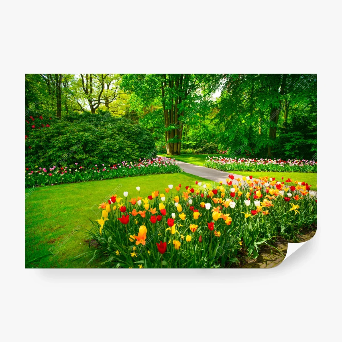 Fototapete lebendiger tulpengarten in Keukenhof – Wallnifity®