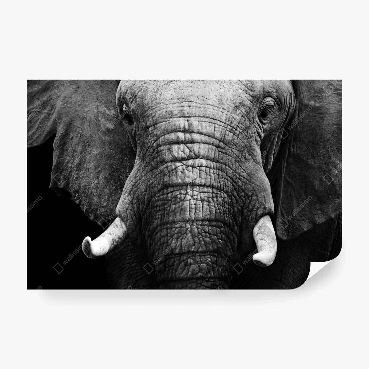 Fototapete majestätisches elefantenporträt – Wallnifity®
