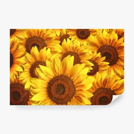 Fototapete goldene sonnenblumen – Wallnifity®