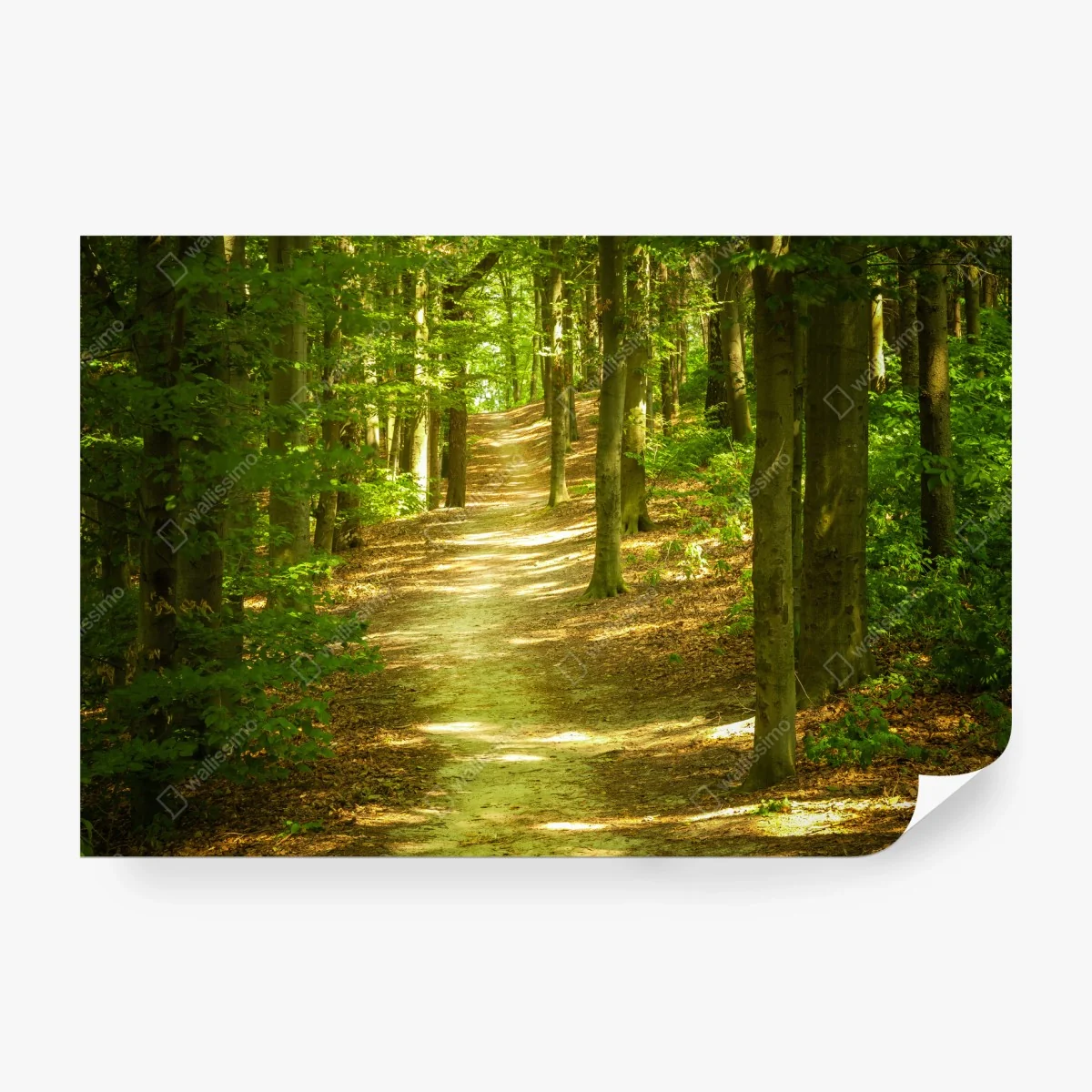 Fototapete sonniger waldpfad – Wallnifity®