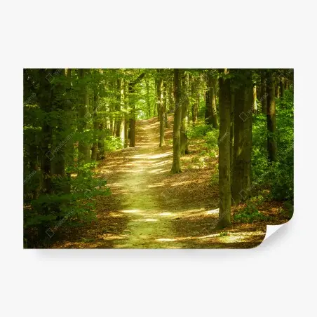 Fototapete sonniger waldpfad – Wallnifity®